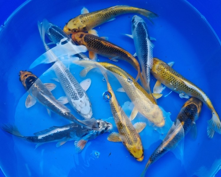 Buy Ghost Koi Online The Carp Co